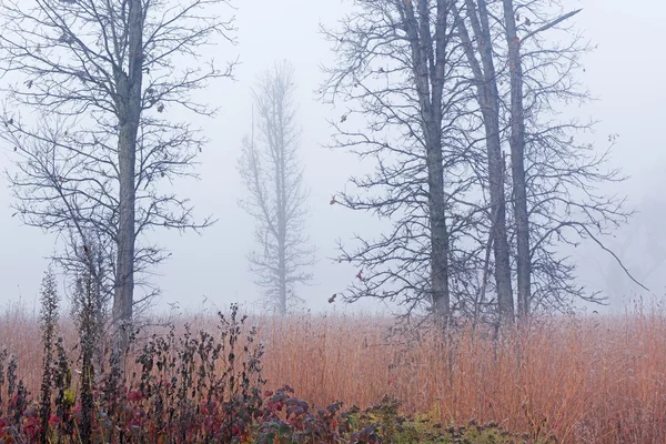 Frostad hösten lång gräs prärien i dimma — Stockfoto