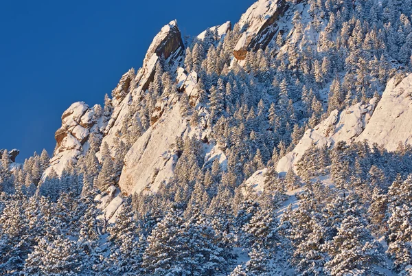 Pico de oso de invierno — Foto de Stock