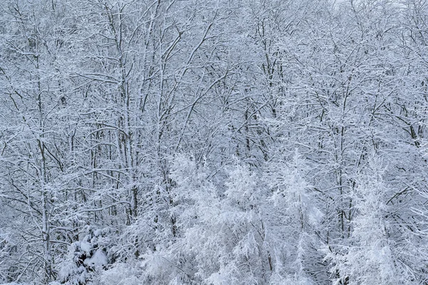 冬の森の雪に群がった — ストック写真