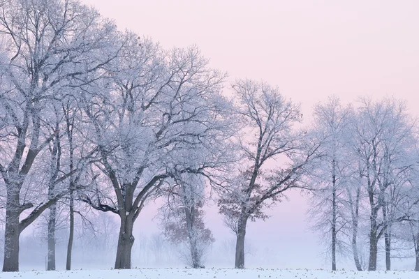 Frostige Bäume in der Morgendämmerung — Stockfoto