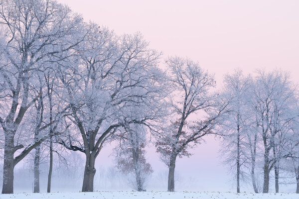 Frosted Trees at Dawn