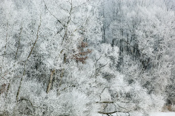Frostat Winter Forest — Stockfoto