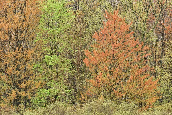 Foresta primaverile in fiore — Foto Stock