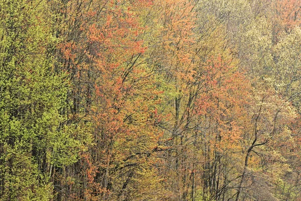 Весенний лес в цвету — стоковое фото