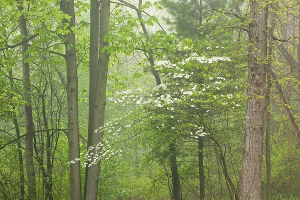 Spring Woods with Dogwood in Bloom — Stock Photo, Image