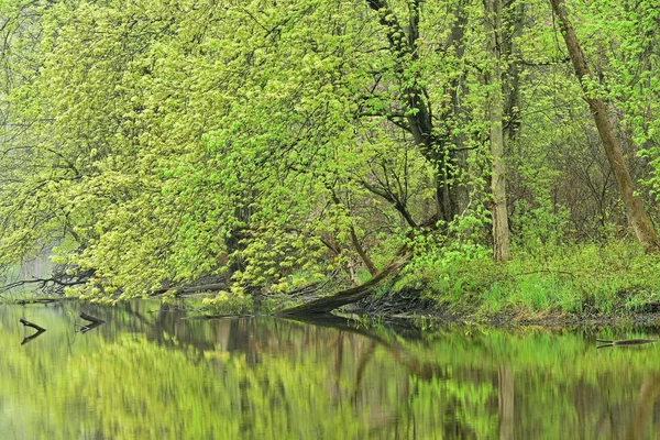 Voorjaar kustlijn Kalamazoo rivier — Stockfoto