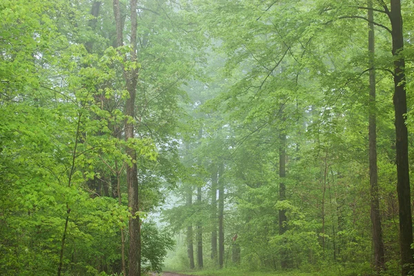 春天凯洛格森林在雾中 — 图库照片