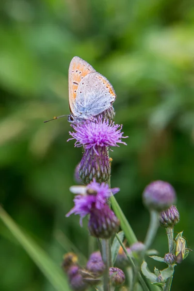 Метелик Листі Саду Або Дикій Природі — стокове фото