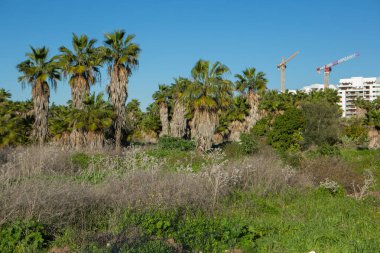 İsrail tropik bitkilerindeki palmiyeler ve ağaçlar