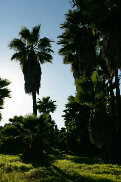 Palmen Und Bäume Tropischen Gewächsen — Stockfoto