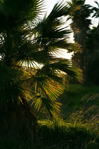 Palms Trees Israel Tropical Plants — Stock Photo, Image