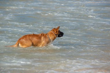 Deniz kıyısında komik köpek oyunu