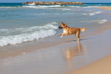 Deniz kıyısında komik köpek oyunu