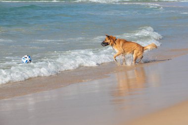 Deniz kıyısında komik köpek oyunu