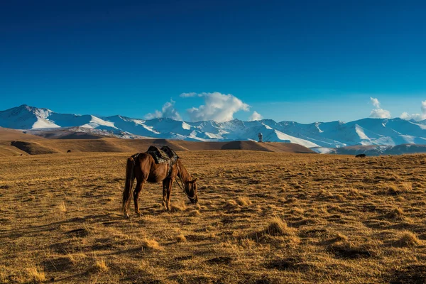 Steppe Kasachstan, Hochebene assy — Stockfoto