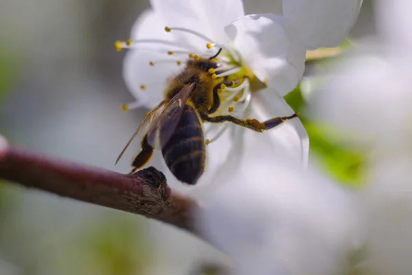 A honey bee on a cherry — Stock Photo, Image