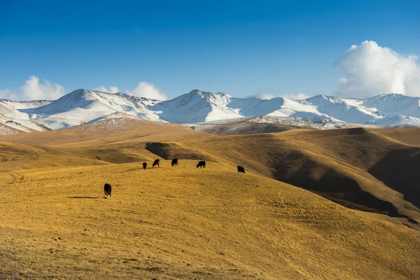 Steppe Kazajstán, Trans-Ili Alatau, meseta Assy — Foto de Stock