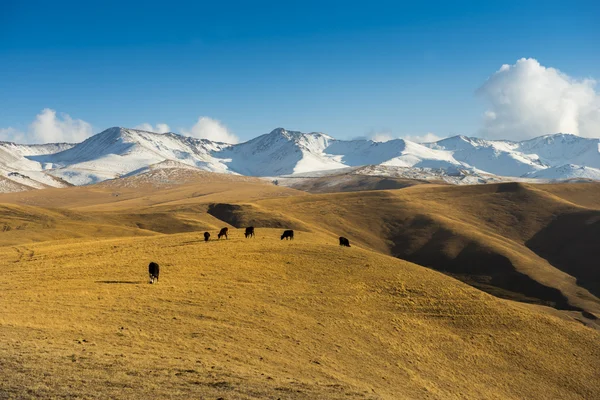 Bozkır Kazakistan, Trans-Ili Alatau, plato Assy — Stok fotoğraf