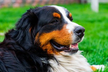 Bernese Dağ Köpeği çimlerin üzerinde