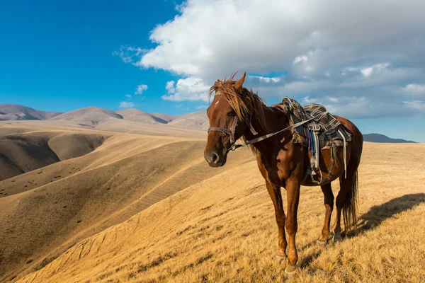 Paarden op bergweiden — Stockfoto