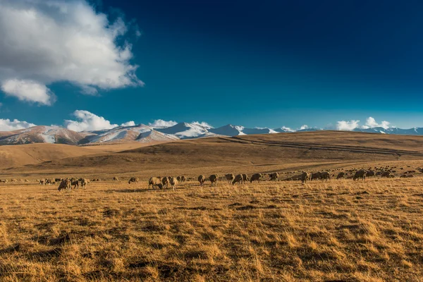 Steppe landschap — Stockfoto