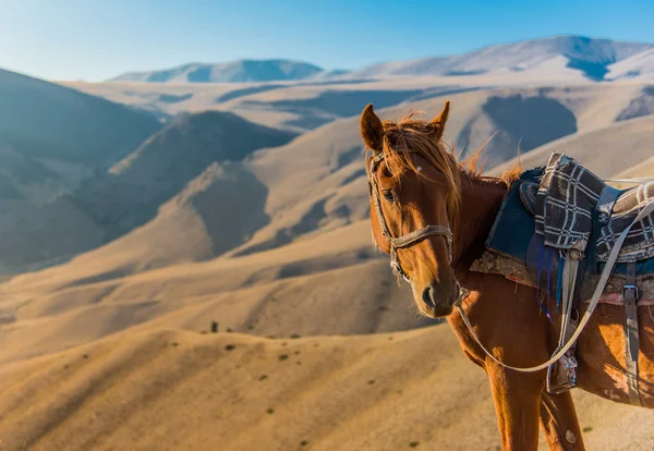 Chevaux dans les prairies de montagne — Photo