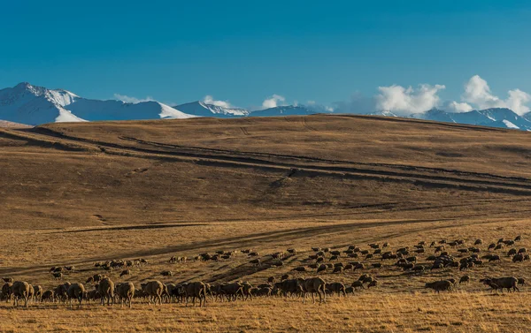 Paesaggio stepposo — Foto Stock