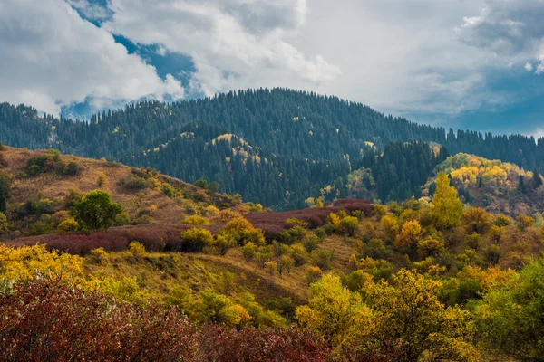 Follaje de otoño —  Fotos de Stock