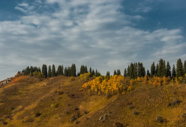 Fall Foliage — Stock Photo, Image