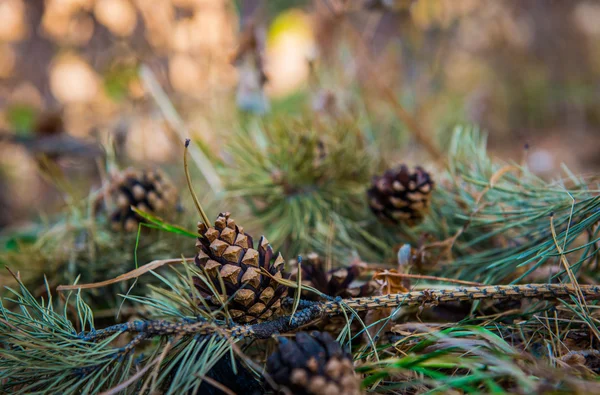 Pinecone. — Fotografia de Stock