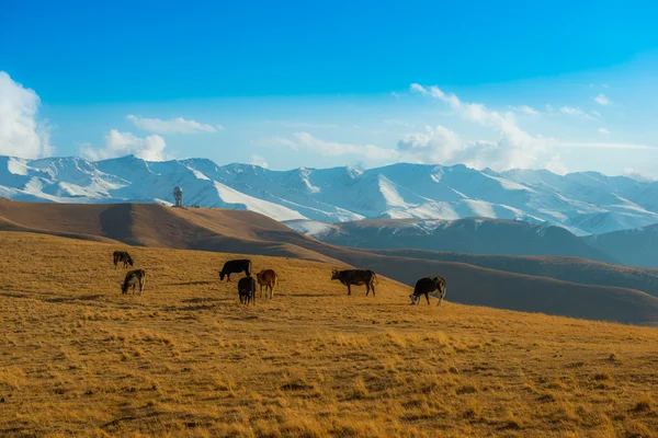 Krávy na horské louce v Kazachstánu — Stock fotografie