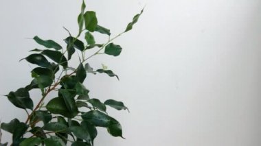 Ficus su damlaları altında