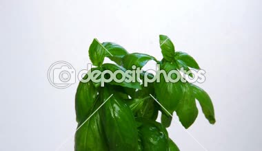 Fesleğen ağacının altında su damlaları, görünümü kapatın