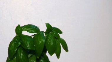 Fesleğen ağacının altında su damlaları, görünümü kapatın