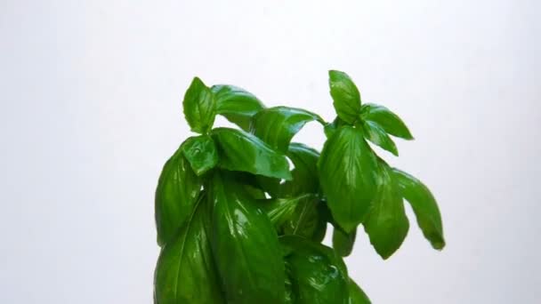 Basil tree under water drops, close up view — Stock Video