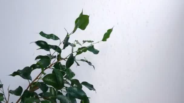 Ficus benjamina under water drops — Stock Video