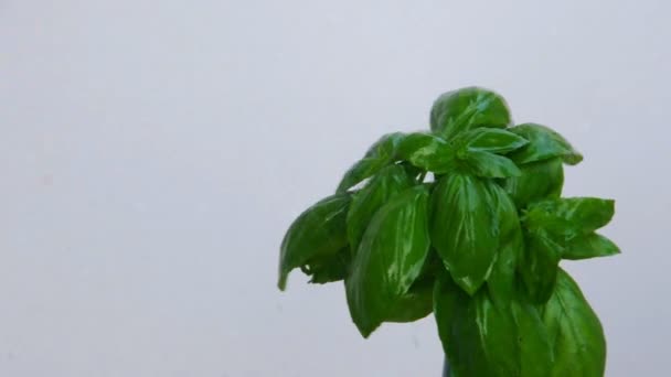 Basil tree under water drops, close up view — Stock Video