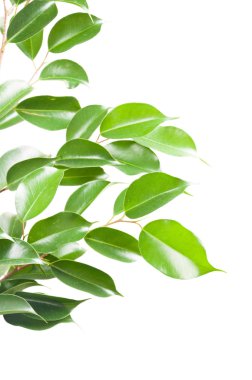 Beyaz izole ficus benjamina