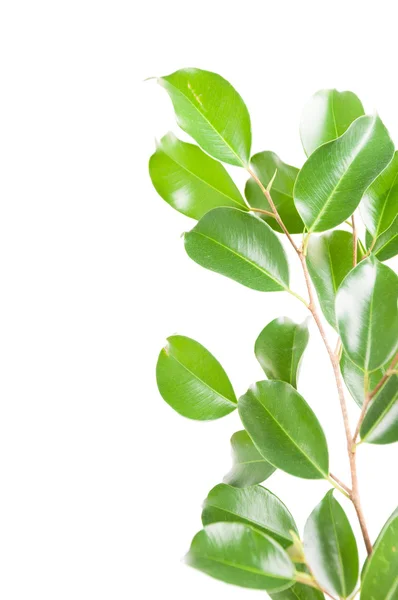 Ficus benjamina isolé sur blanc — Photo