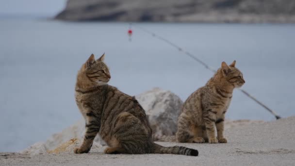 Две уличные кошки сидят на пирсе — стоковое видео