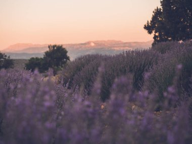 Lavanta tarlası, gün batımı zamanı, yaz mevsimi