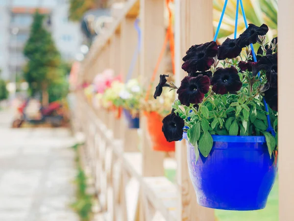 Black petunia in flower pot in outdoor cafe — Stock Photo, Image