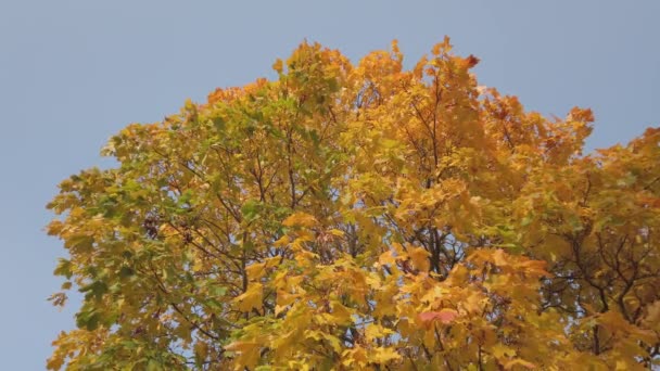 Ветви осеннего кленового дерева на голубом фоне неба — стоковое видео