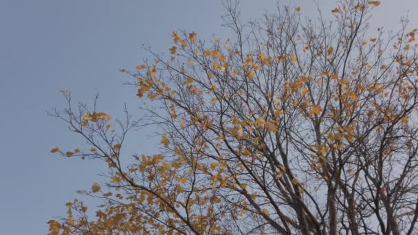 Lönn träd grenar med förra hösten löv på blå himmel bakgrund — Stockvideo