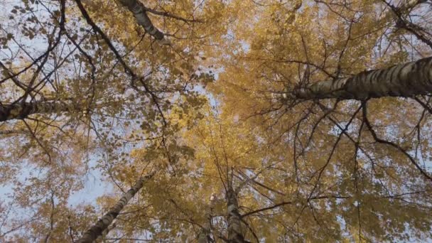 秋の白樺の木が穏やかな晴れた日に上を見る — ストック動画