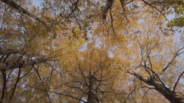 Pohled vzhůru na podzimní břízy — Stock video