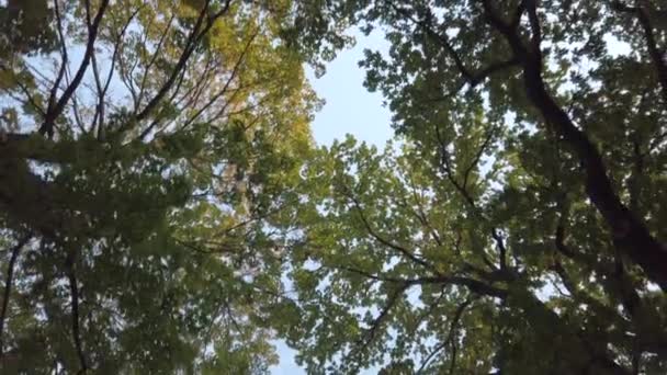 Early autumn giant oak trees alley down to up view — Stock Video