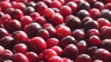 Kırmızı taze kızılcıklar dönüyor