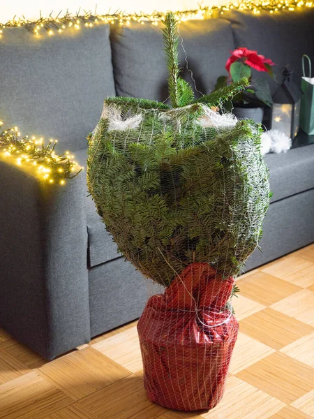 Eingepackter echter Weihnachtsbaum im Topf zu Weihnachten gekauft — Stockfoto
