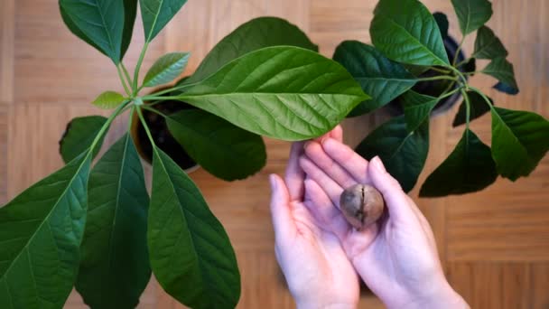 Le mani di donna tengono il seme di avocado vicino a germogli di avocado in pentole — Video Stock